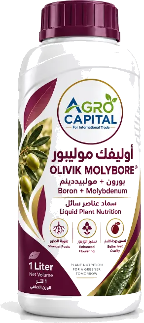 أوليفك مولي بور